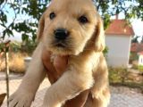 Orjinal Baby Face Golden Retriever