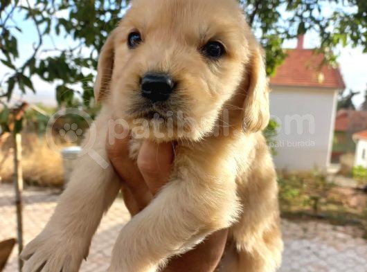 Orjinal Baby Face Golden Retriever