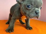 Sıfır Burun French Bulldog BLUE
