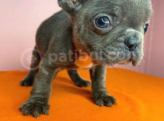 Sıfır Burun French Bulldog Blue