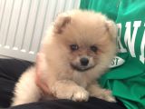 Cana yakın sevimli Pomeranian Boo