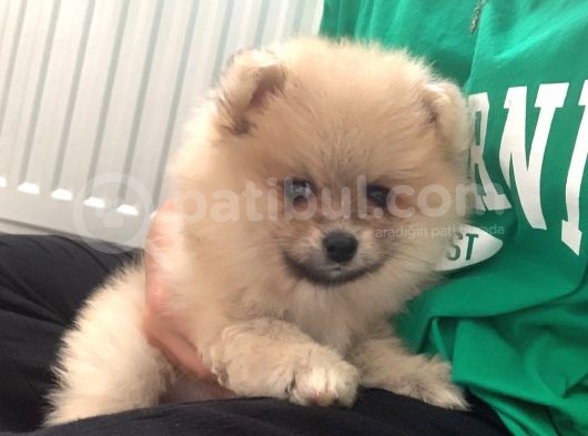 Cana Yakın Sevimli Pomeranian Boo
