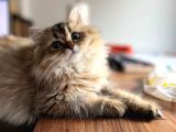 British Longhair Dişi NY25