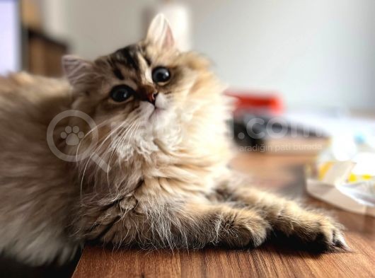 British Longhair Dişi Ny25