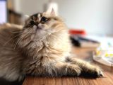 British Longhair Dişi Ny25
