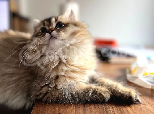 British Longhair Dişi Ny25 görsel