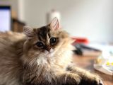 British Longhair Dişi Ny25