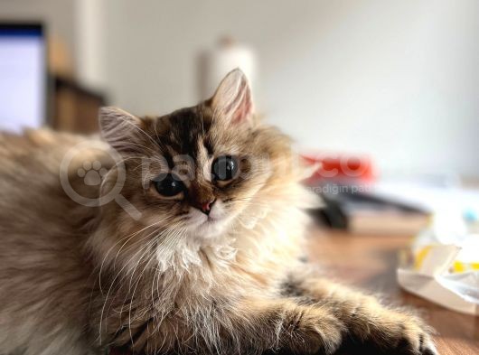 British Longhair Dişi Ny25 görsel