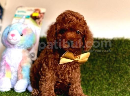Kore Menşei̇ Ori̇ji̇nal Toy Poodle Yavrular görsel