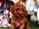 Kore Menşei̇ Ori̇ji̇nal Toy Poodle Yavrular