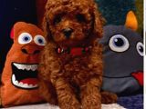 KORE MENŞEİ ORİJİNAL TOY POODLE YAVRULAR