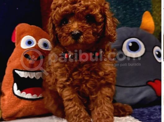 Kore Menşei̇ Ori̇ji̇nal Toy Poodle Yavrular