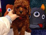 Kore Menşei̇ Ori̇ji̇nal Toy Poodle Yavrular