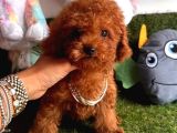 Kore Menşei̇ Ori̇ji̇nal Toy Poodle Yavrular