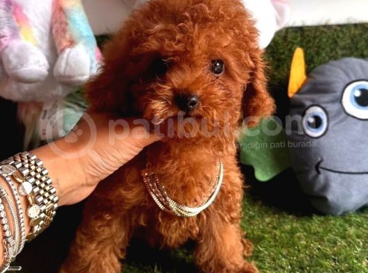Kore Menşei̇ Ori̇ji̇nal Toy Poodle Yavrular görsel