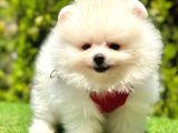 Juri̇ Onayli Teddy Face Pomerani̇an Boo Yavrular
