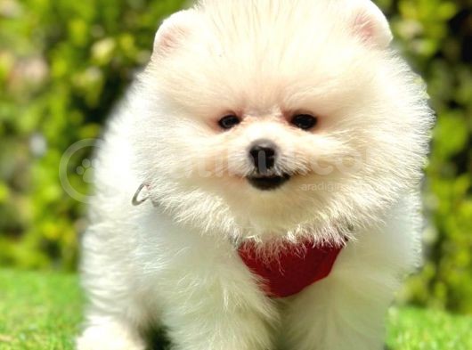 Juri̇ Onayli Teddy Face Pomerani̇an Boo Yavrular görsel
