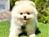 Juri̇ Onayli Teddy Face Pomerani̇an Boo Yavrular