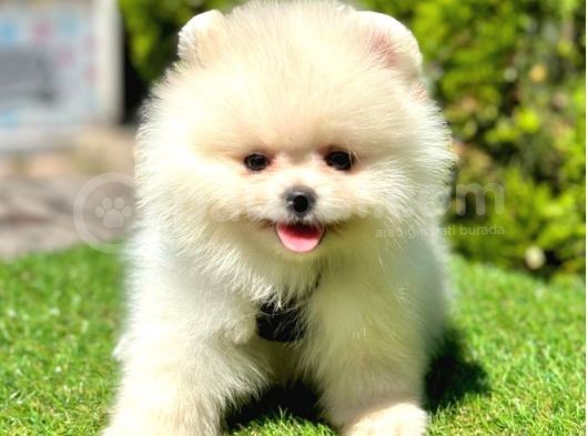 Juri̇ Onayli Teddy Face Pomerani̇an Boo Yavrular görsel