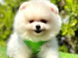 Juri̇ Onayli Teddy Face Pomerani̇an Boo Yavrular