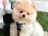 JURİ ONAYLI TEDDY FACE POMERANİAN BOO YAVRULAR