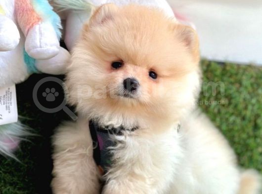 Juri̇ Onayli Teddy Face Pomerani̇an Boo Yavrular