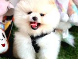 Juri̇ Onayli Teddy Face Pomerani̇an Boo Yavrular