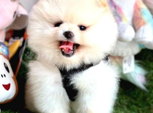 Juri̇ Onayli Teddy Face Pomerani̇an Boo Yavrular görsel
