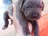 Blue Ve Si̇yah Dev Anatomili Canecorso Yavrular