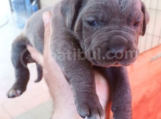 Blue Ve Si̇yah Dev Anatomili Canecorso Yavrular görsel