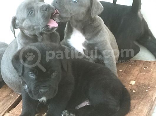 Blue Ve Si̇yah Dev Anatomili Canecorso Yavrular görsel