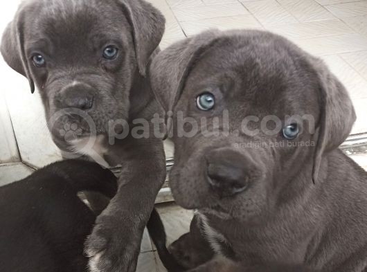 Blue Ve Si̇yah Dev Anatomili Canecorso Yavrular görsel