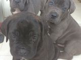 BLUE ve SİYAH dev anatomili canecorso yavrular