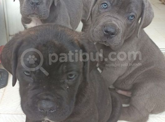Blue Ve Si̇yah Dev Anatomili Canecorso Yavrular