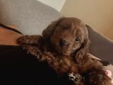 2 Aylık Dünya Güzeli Erkek Toy Poodle