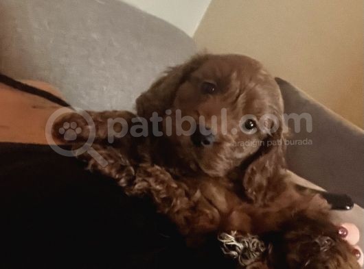 2 Aylık Dünya Güzeli Erkek Toy Poodle görsel