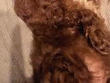 2 Aylık Dünya Güzeli Erkek Toy Poodle