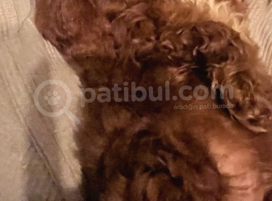 2 Aylık Dünya Güzeli Erkek Toy Poodle görsel