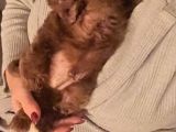 2 Aylık Dünya Güzeli Erkek Toy Poodle