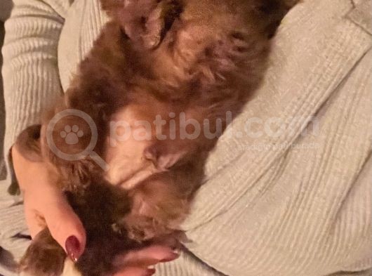 2 Aylık Dünya Güzeli Erkek Toy Poodle görsel