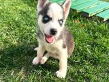Orjinal Husky Sibirya Kurdu