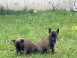 Orjinal Tek Örnek Belçika Kurdu Alan Koruma