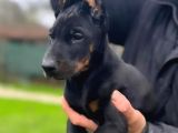 A Kalite Doberman yavrum
