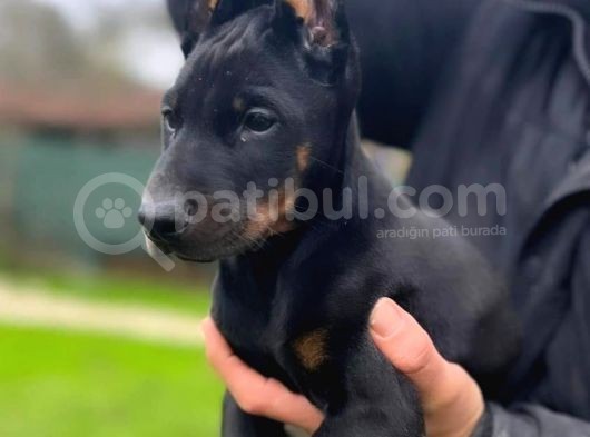 A Kalite Doberman Yavrum