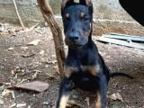 A Kalite Doberman Yavrum