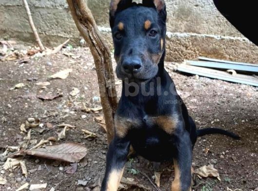 A Kalite Doberman Yavrum görsel