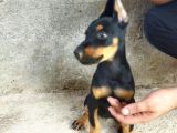A Kalite Doberman Yavrum