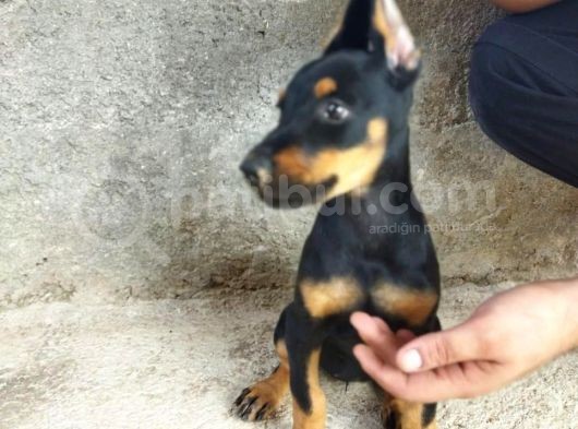 A Kalite Doberman Yavrum görsel