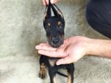 A Kalite Doberman Yavrum