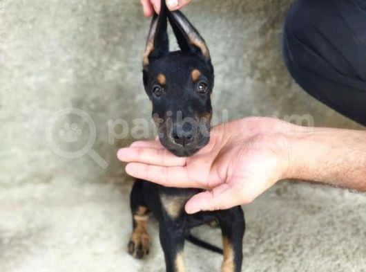 A Kalite Doberman Yavrum görsel